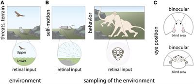 What and Where: Location-Dependent Feature Sensitivity as a Canonical Organizing Principle of the Visual System